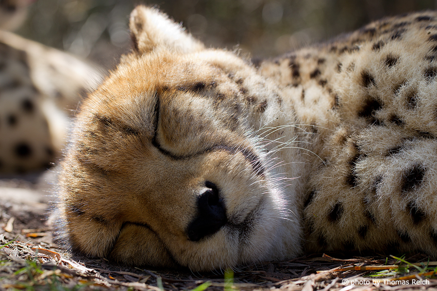 Schlafender Gepard in Afrika