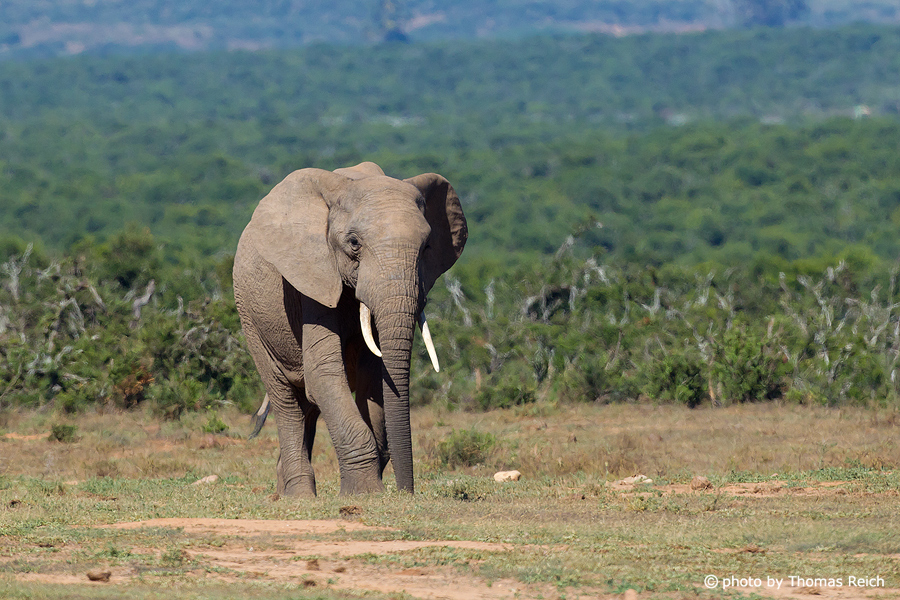 Aussehen Afrikanischer Elefant