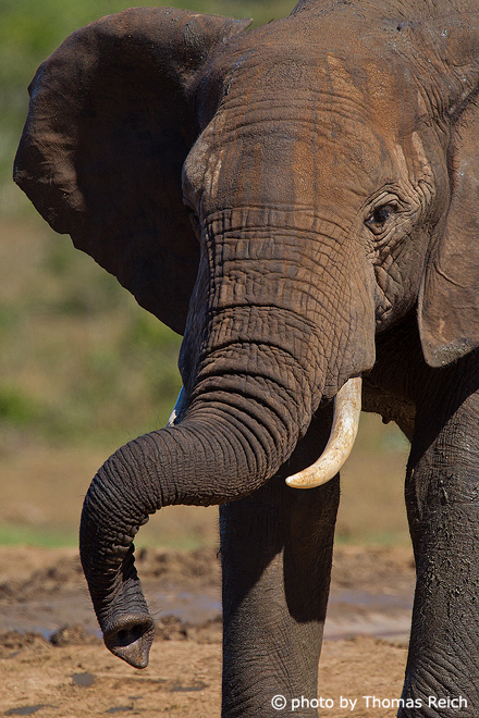 Elefant im Addo Elephant Park im südlichen Afrika