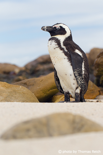 African Penguin distribution in Africa