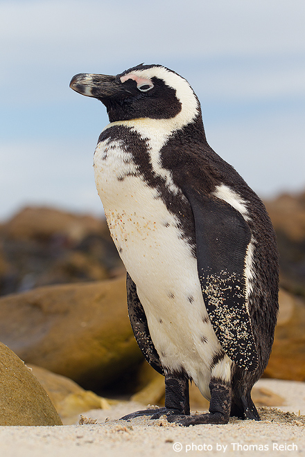 African penguin on a rock at Boulders Beach