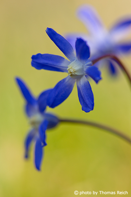 Blausterne Blumen im Frühjahr