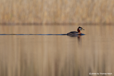 Red-necked Grebe swims in front of reeds