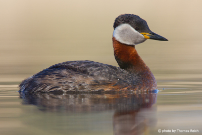 Red-necked Grebe plumage