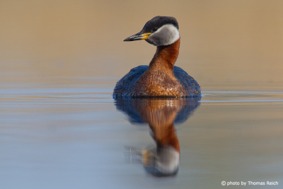 Red-necked Grebe size
