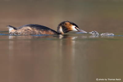 Great Crested Grebe feeding small chick