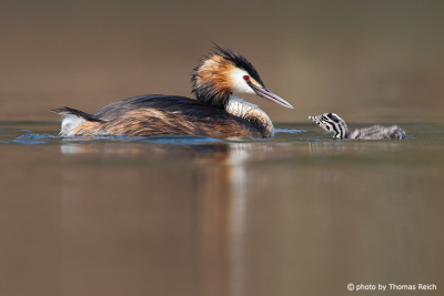Great Crested Grebe feeds small chick