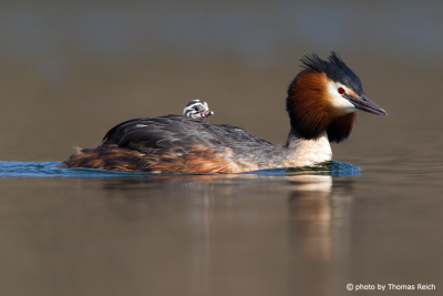 Great Crested Grebe with baby on the back