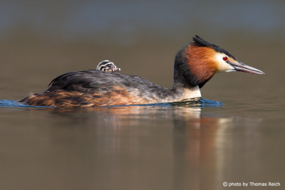 Great Crested Grebe excursion with chick