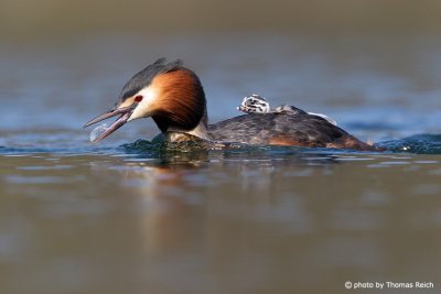 Great Crested Grebe with feather in beak