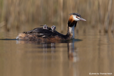 Great Crested Grebe with two chicks on the back