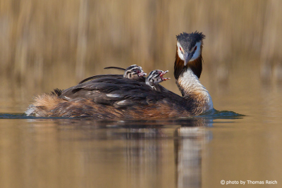 Great Crested Grebe swimming with chicks on the back