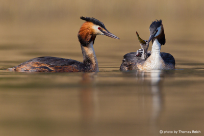 Great Crested Grebe feeds chicks with big fish