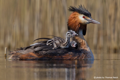 Great Crested Grebe chick climbing on to parent's back
