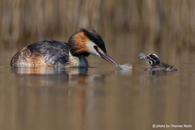 Great Crested Grebe chick feeds on feathers