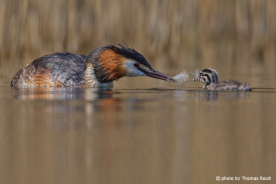 Great Crested Grebe bird feeds baby chick