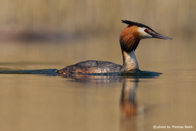 Behaviour Great Crested Grebe