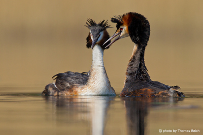 Mating ritual Great Crested Grebes