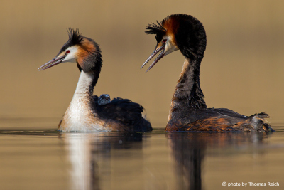 Great Crested Grebe mating time