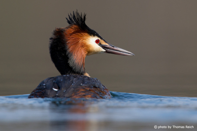 Great Crested Grebe from the back