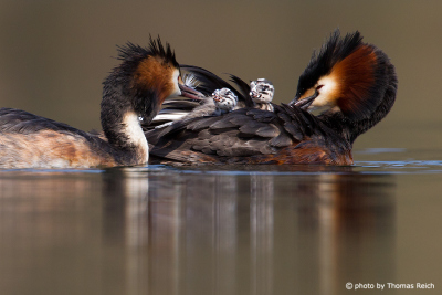 Great Crested Grebe family with two chicks