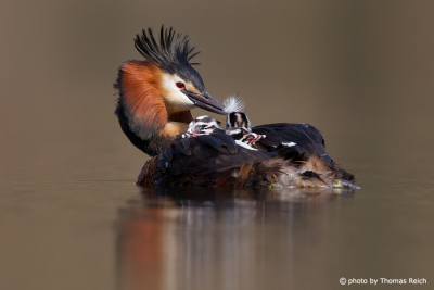 Great Crested Grebe feeding chicks wich feathers