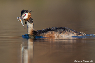 Great Crested Grebe watch hunting behavior