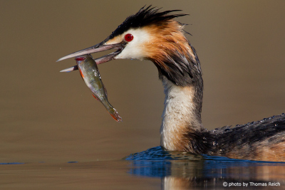 Great Crested Grebe Fish meal