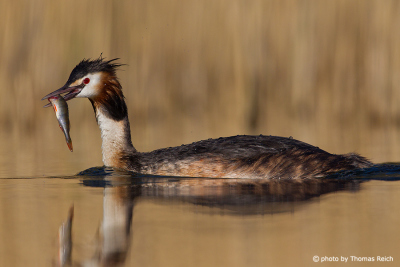 Great Crested Grebe in their hunting area