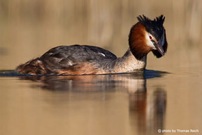 Appearance of Great Crested Grebe