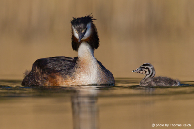 Great Crested Grebe and swimming little chick