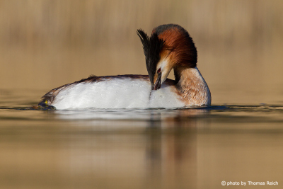Great Crested Grebe cleans plumage in lake