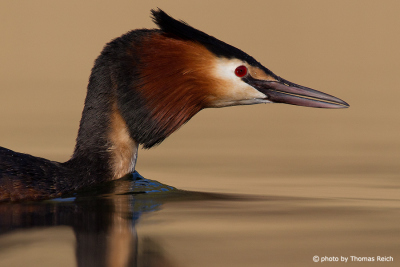 Great Crested Grebe Characteristics