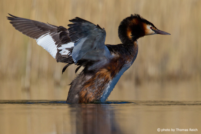 Great Crested Grebe shaking plumage