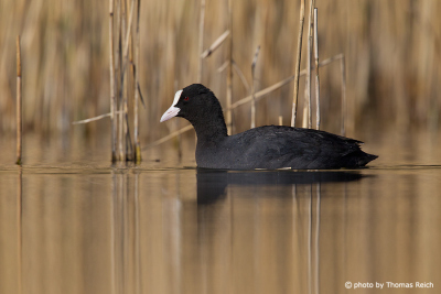 Eurasian Coot in reed