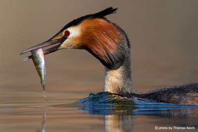 Great Crested Grebe after diving with fish