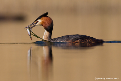 Great Crested Grebe hunted a fish