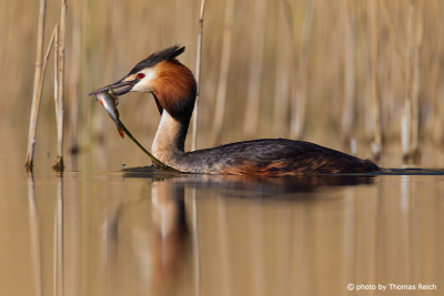Great Crested Grebe feeds mainly on fish