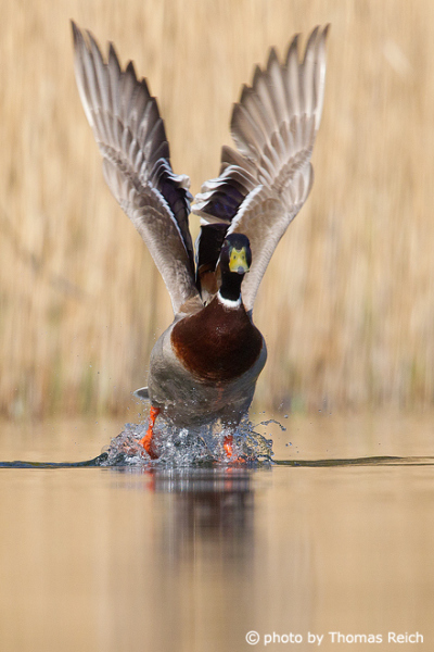 Mallard duck landing in lake