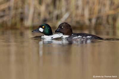 Common Goldeneye male and female