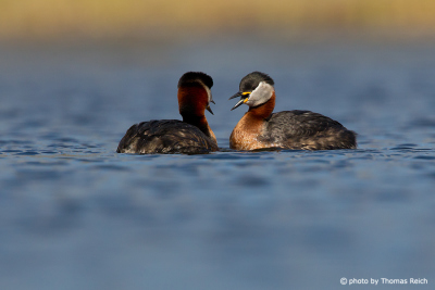 Red-necked Grebe courtship ritual