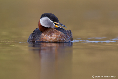 Singing of Red-necked Grebe