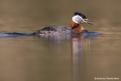 Red-necked Grebe song