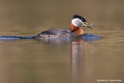 Calling Red-necked Grebe