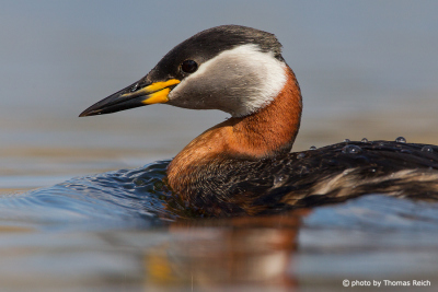 Close up picture of Red-necked Grebe
