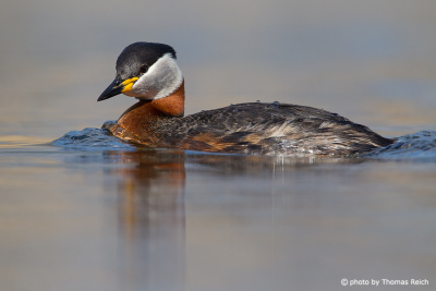 Red-necked Grebe floats in the lake