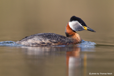 Red-necked Grebe weight