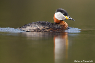 Red-necked Grebe in waters