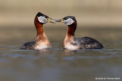 Red-necked Grebe mating ritual