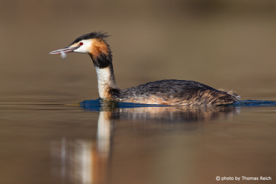 Swimming Great Crested Grebe with feather in beak